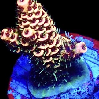 WYSIWYG 8E Pink Delight Millepora Frag