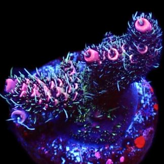 WYSIWYG 23F Hot Fuzz Millepora Frag