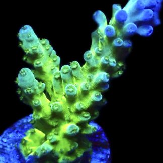 WYSIWYG 16G Ice Cap Staghorn Acropora