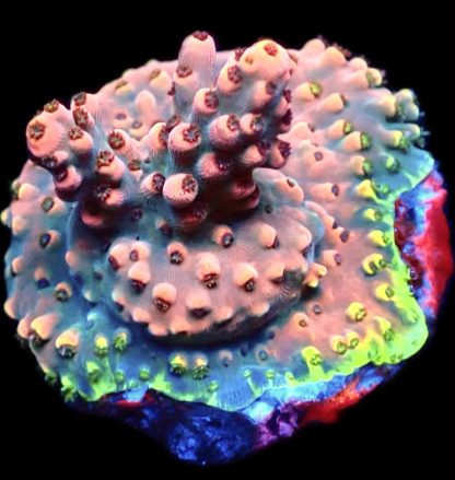 WYSIWYG 10H Bali Shortcake Acropora Frag