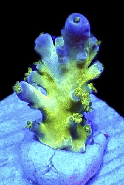 WYSIWYG 12D Violet Venom Acropora Frag