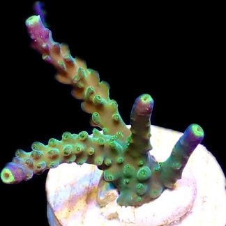 WYSIWYG 20H Joker Acropora Frag