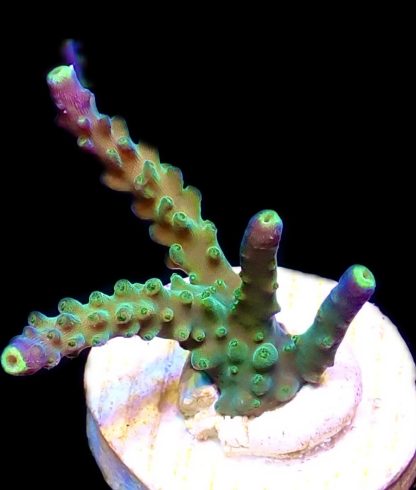 WYSIWYG 20H Joker Acropora Frag
