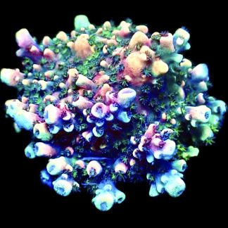 WYSIWYG 19F Pink Cadillac Acropora Extra Large