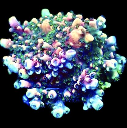 WYSIWYG 19F Pink Cadillac Acropora Extra Large