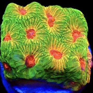 WYSIWYG 8K Fascination Favia Frag