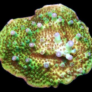 WYSIWYG 11B Tabling Acropora