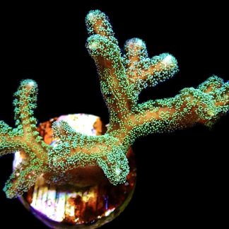 WYSIWYG 9K Fibre Optic Seriatopora