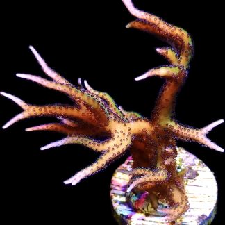 WYSIWYG 10J Limeberry Hysterix