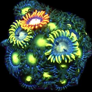 WYSIWYG Zoanthid Frag B4