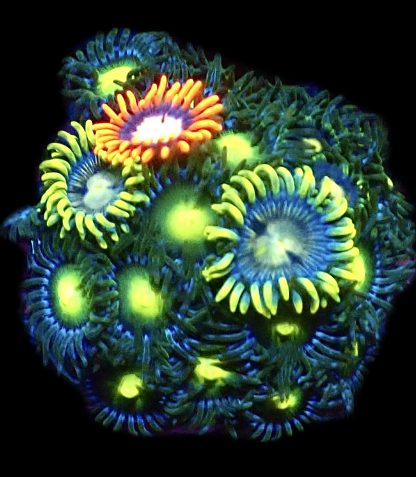 WYSIWYG Zoanthid Frag B4