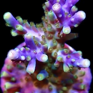 WYSIWYG 15F Magic Magenta Acropora Frag