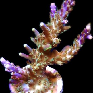 WYSIWYG 16i Magic Magenta Acropora Frag Large