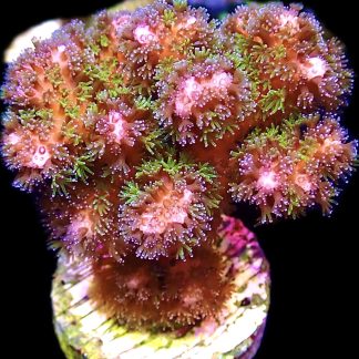 WYSIWYG 16J Amethyst Gem Pocillopora Frag
