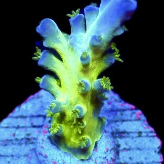 WYSIWYG 9i Violet Venom Acropora Frag