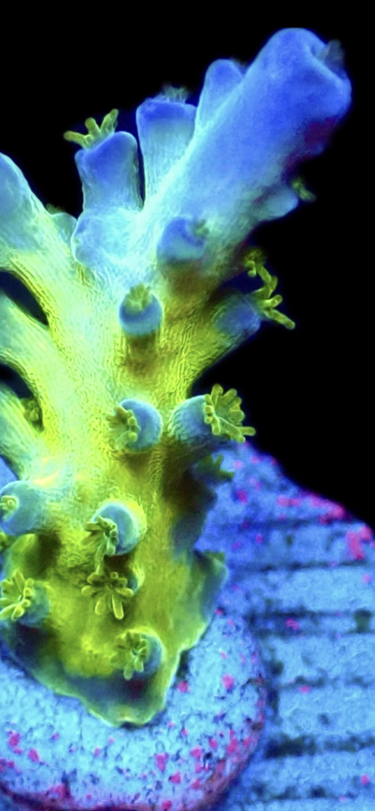 WYSIWYG 9i Violet Venom Acropora Frag - Image 2