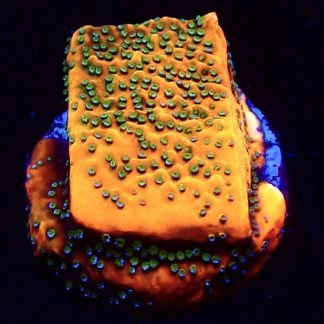 WYSIWYG 11J Gold Rush Montipora Frag