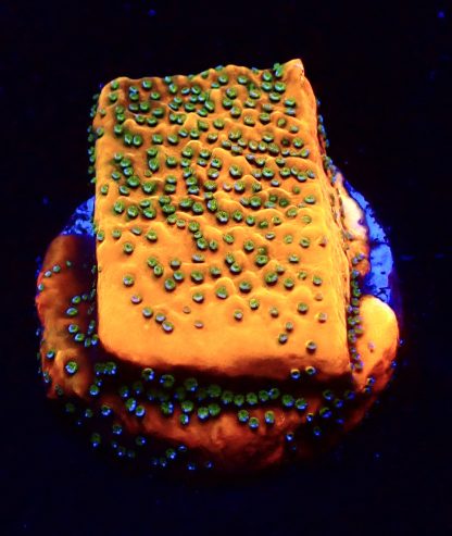 WYSIWYG 11J Gold Rush Montipora Frag