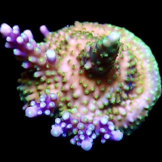 WYSIWYG 17G Purple Monster Acropora Frag