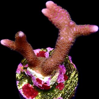 WYSIWYG 8H Purple Montipora Digitata