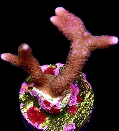 WYSIWYG 8H Purple Montipora Digitata