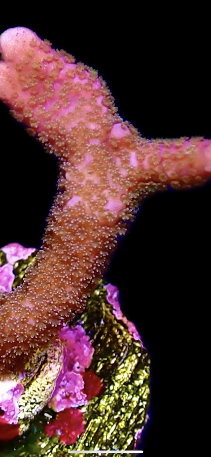 WYSIWYG 8H Purple Montipora Digitata - Image 2