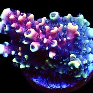 WYSIWYG 15G Pink Cadillac Acropora
