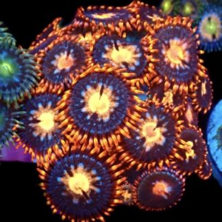 WYSIWYG Zoanthid Frag M28
