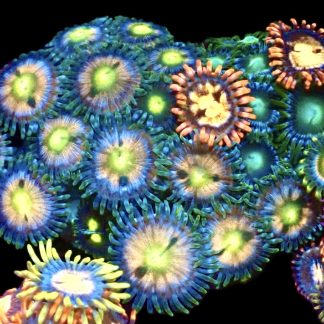 WYSIWYG Zoanthid Frag M40