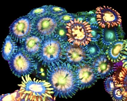 WYSIWYG Zoanthid Frag M40