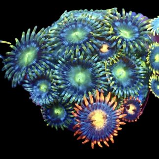 WYSIWYG Zoanthid Frag M41
