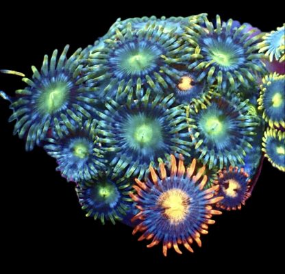 WYSIWYG Zoanthid Frag M41