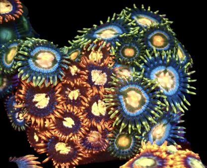 WYSIWYG Zoanthid Frag M44