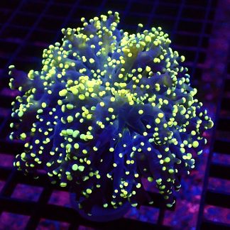 WYSIWYG Lemon Frogspawn 1