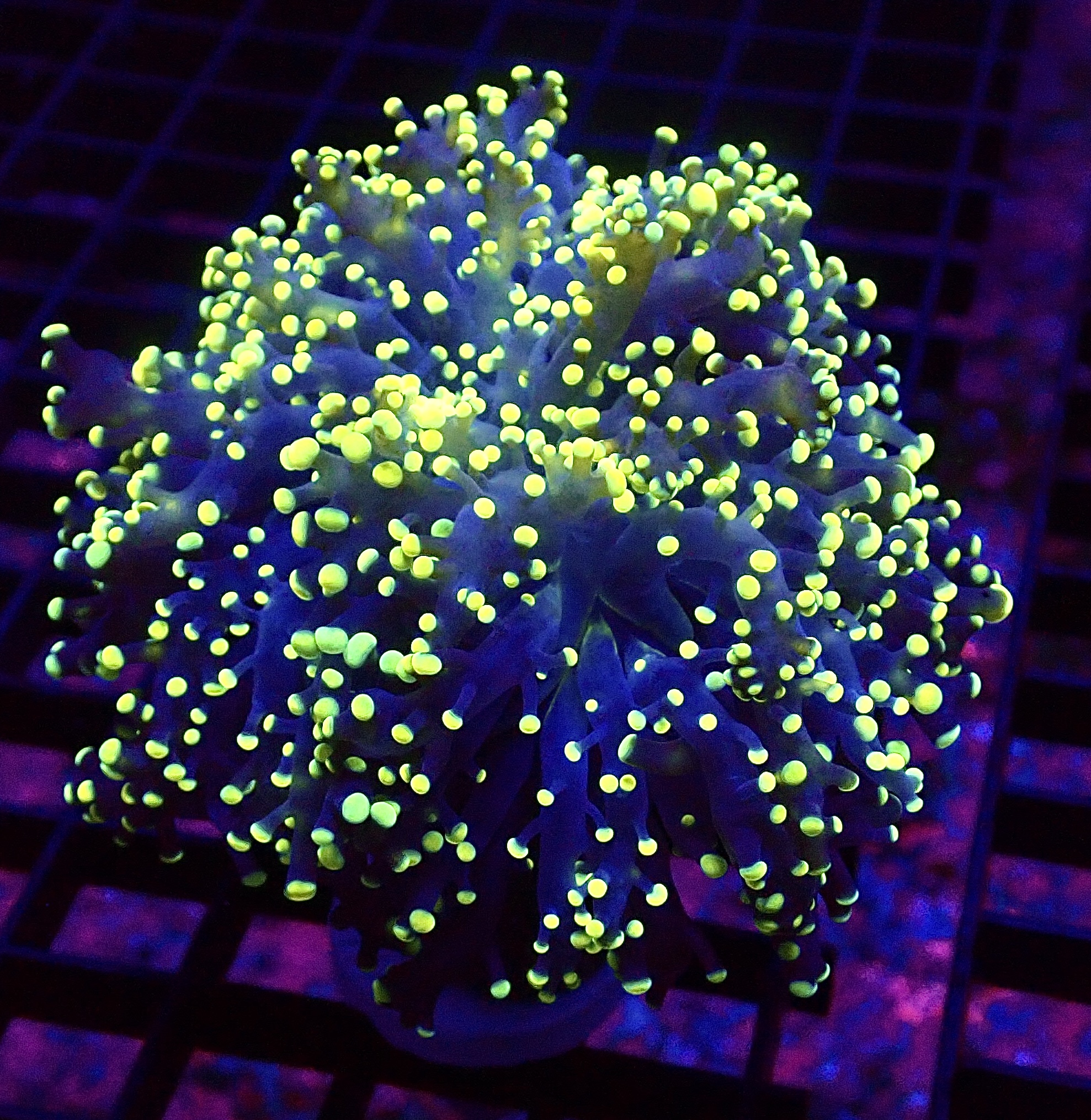 WYSIWYG Lemon Frogspawn 1