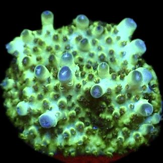 WYSIWYG 10C Berry Blast Acropora Granulosa Frag