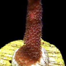 WYSIWYG M13 Purple Montipora Digitata