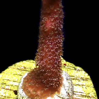 WYSIWYG M13 Purple Montipora Digitata