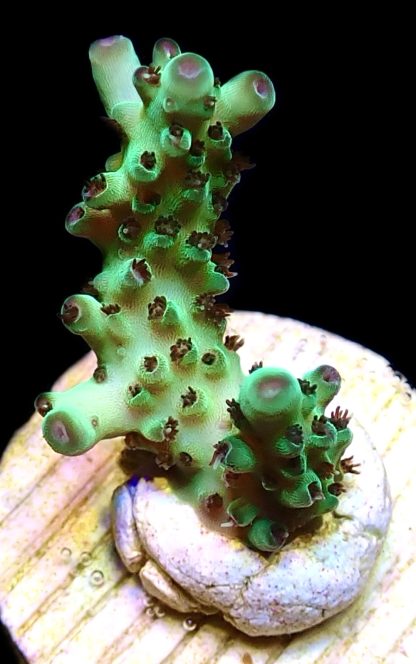 WYSIWYG 8G Acropora Granulosa Frag