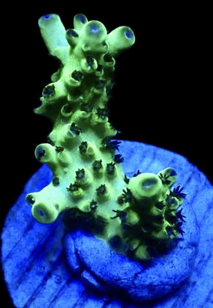 WYSIWYG 8G Acropora Granulosa Frag - Image 2