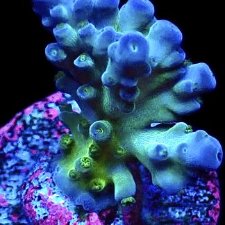 WYSIWYG 9F Violet Venom Acropora Frag