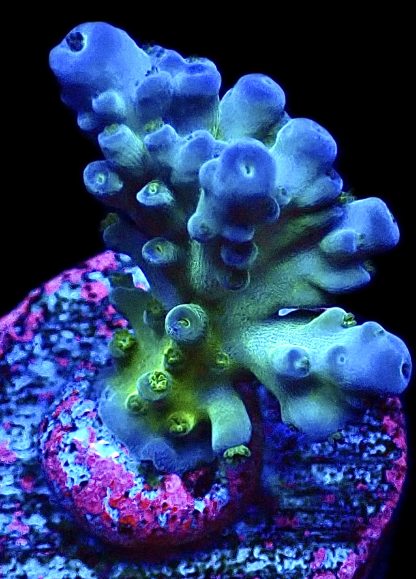 WYSIWYG 9F Violet Venom Acropora Frag