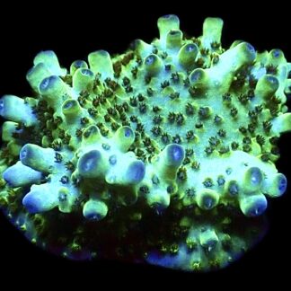 WYSIWYG 10C Tabling Acropora Large
