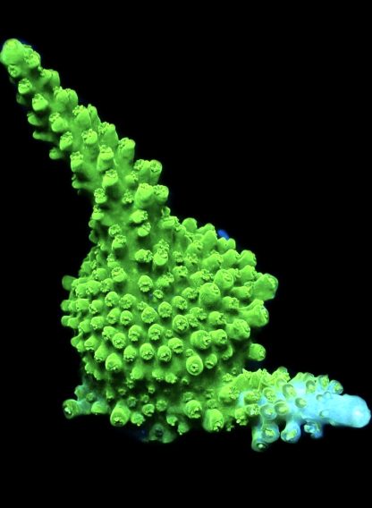 WYSIWYG 19H Green Slimer Acropora Frag Large