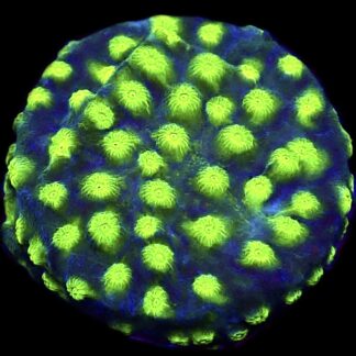 WYSIWYG T1 Space Flare Cyphastrea