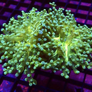 Atomic Branching Frogspawn Double Head