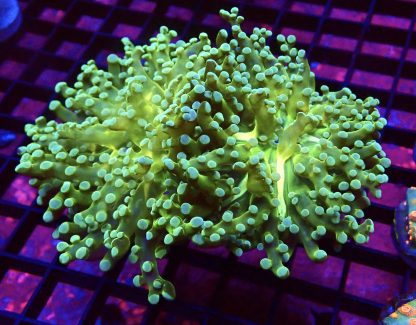 Atomic Branching Frogspawn Double Head