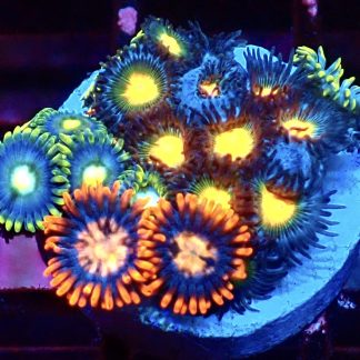 WYSIWYG Zoanthid Frag M50