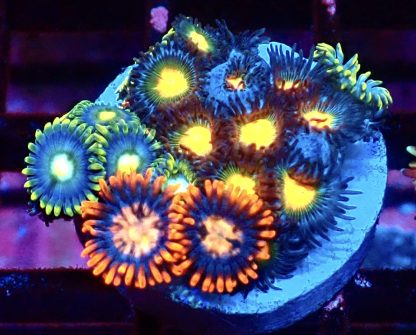 WYSIWYG Zoanthid Frag M50