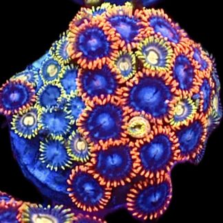 WYSIWYG  Zoanthid Frag C61